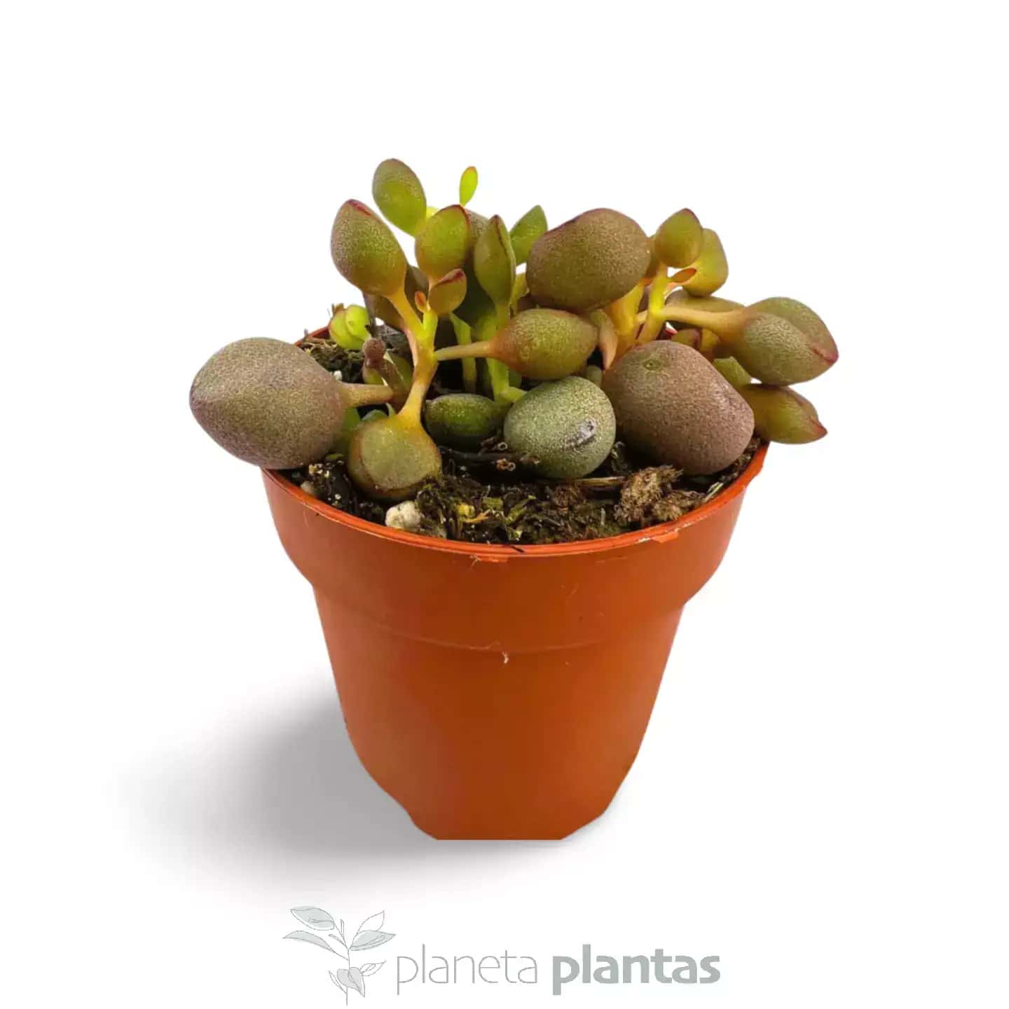 Adromischus Marianae