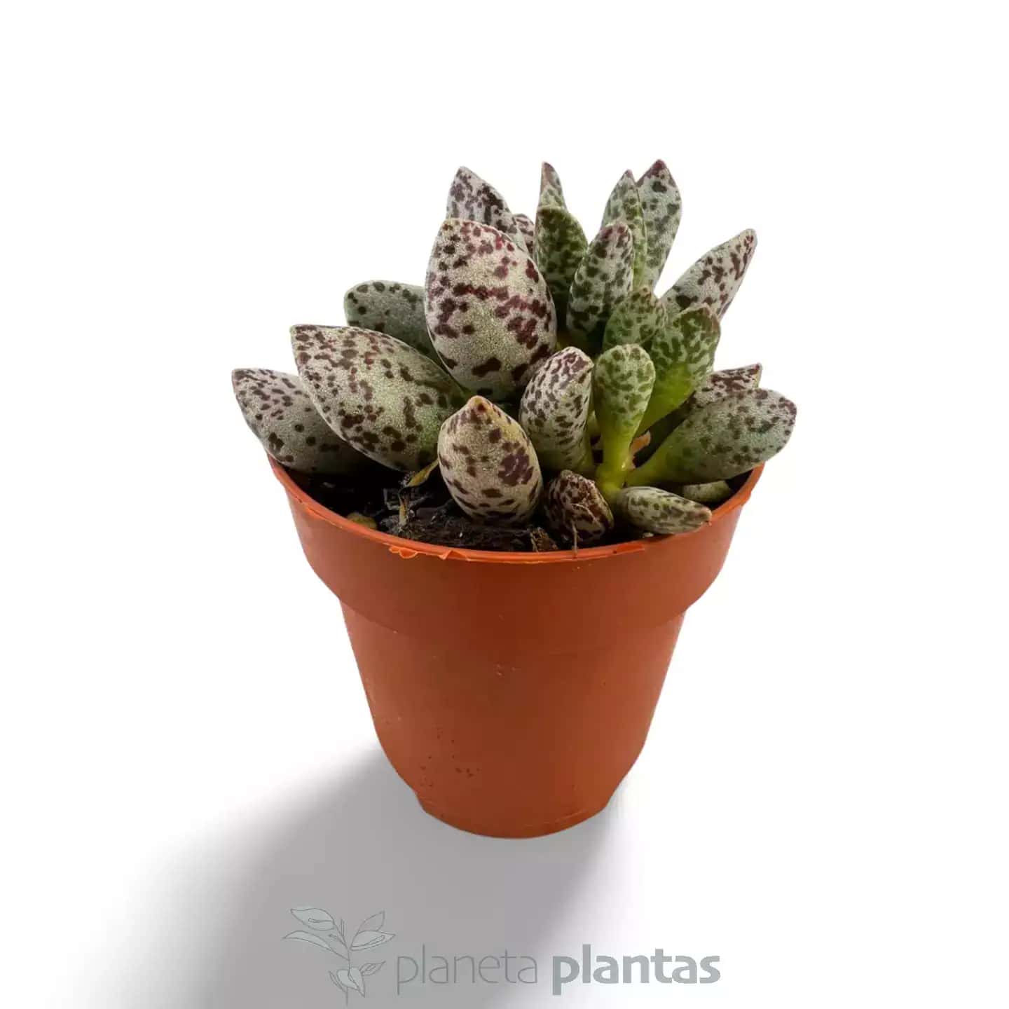 Adromischus cooperi var. festivus