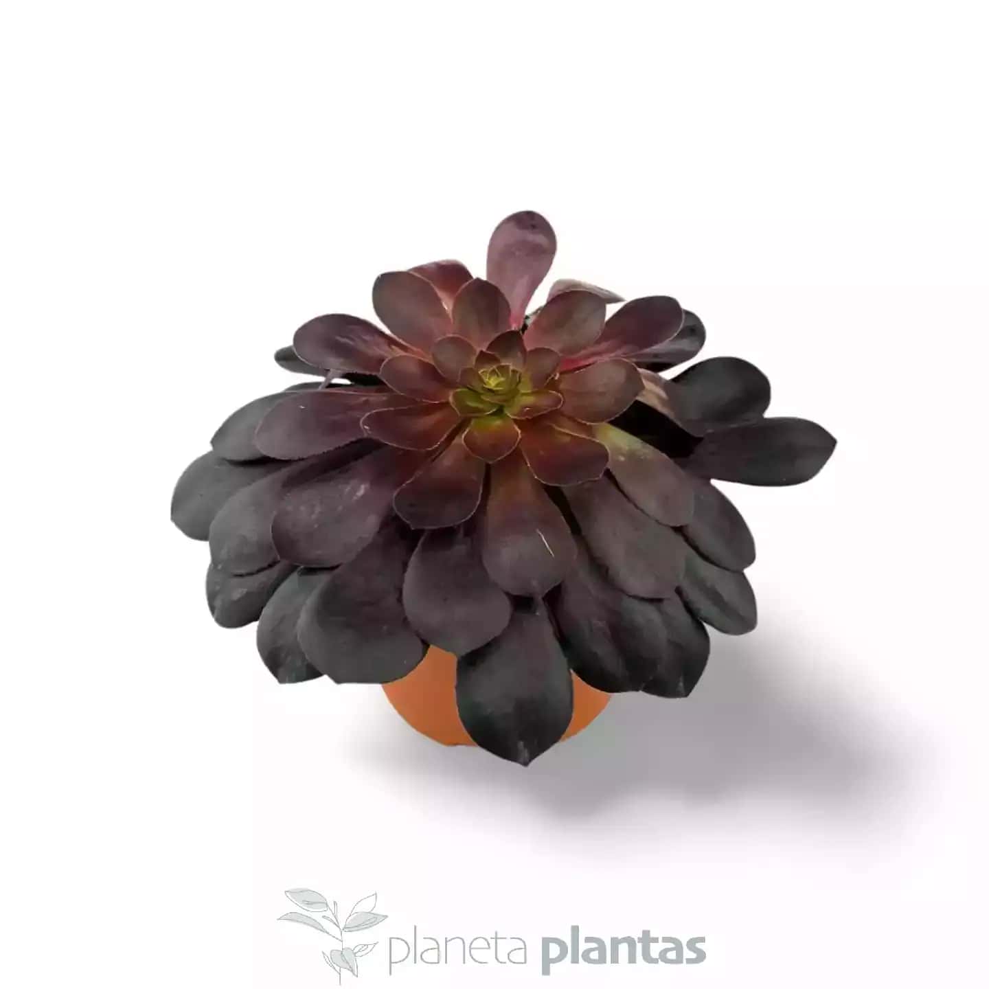 Aeonium Arboreum Rosa Negra