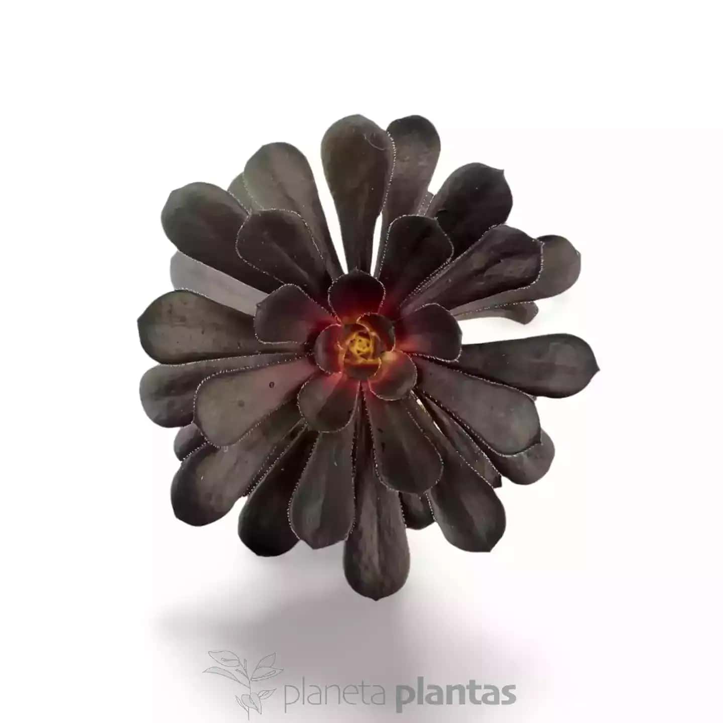 Aeonium Arboreum Rosa Negra Arbol