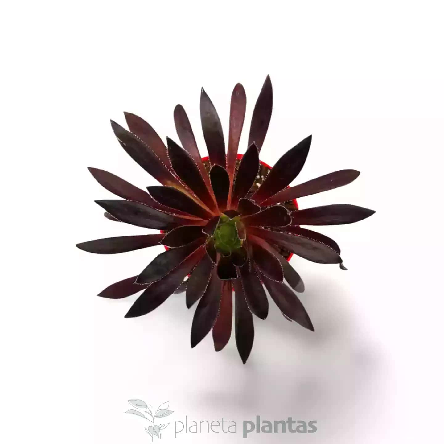 Aeonium Black Magic
