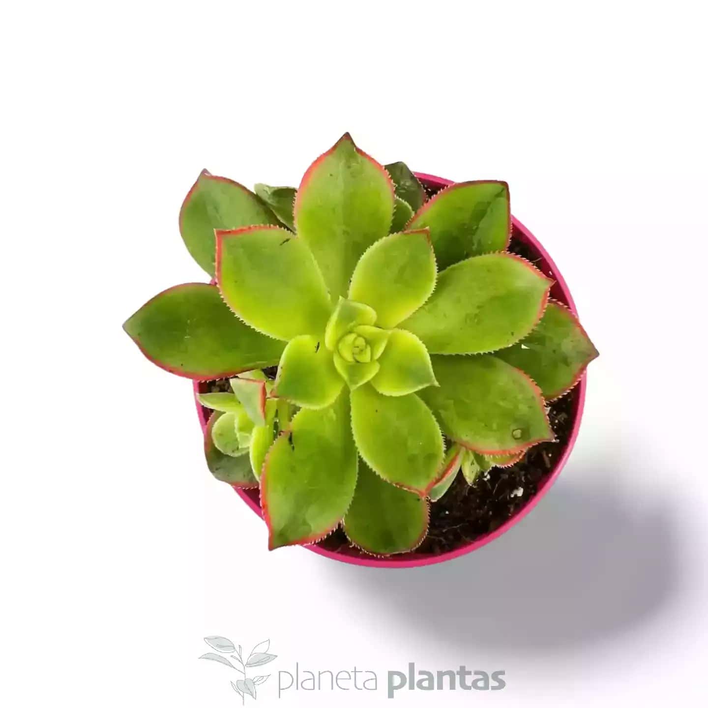 Aeonium Kiwi