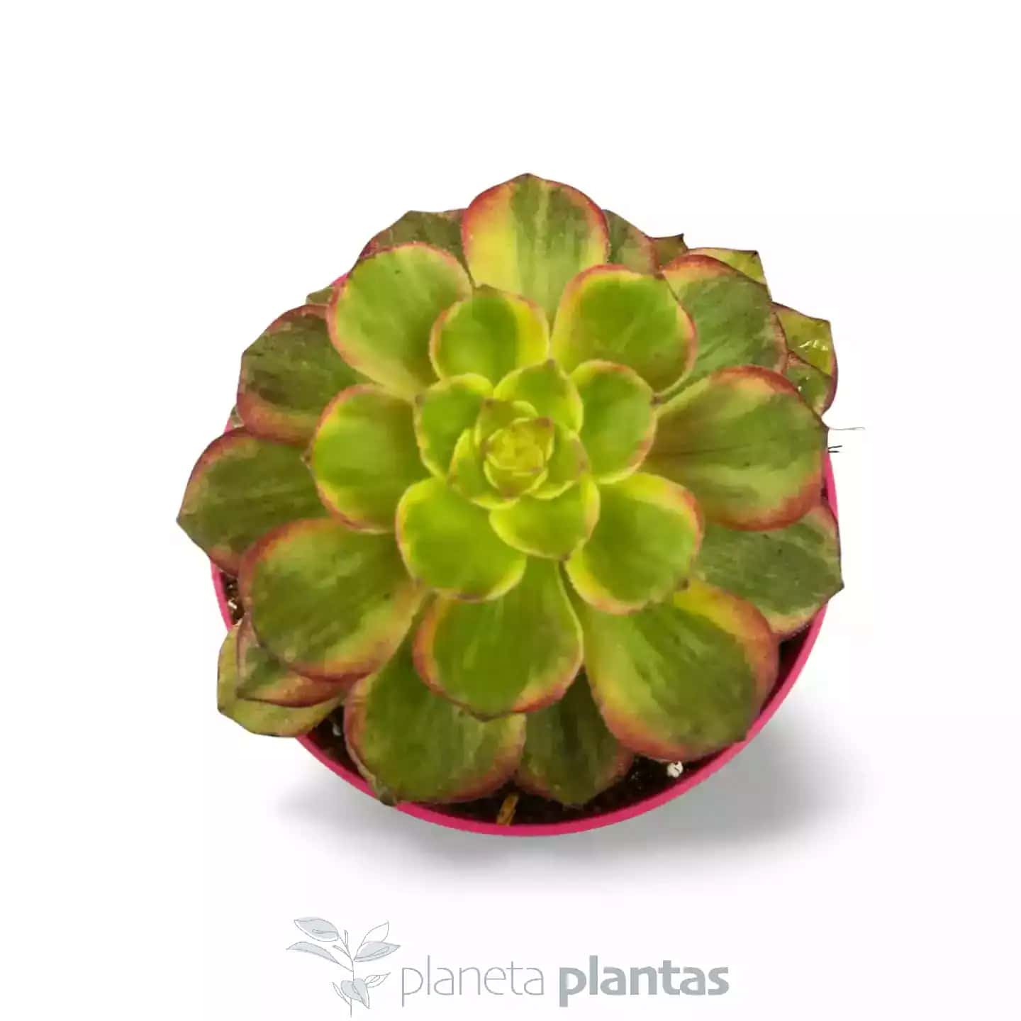 Aeonium Mardi Gras