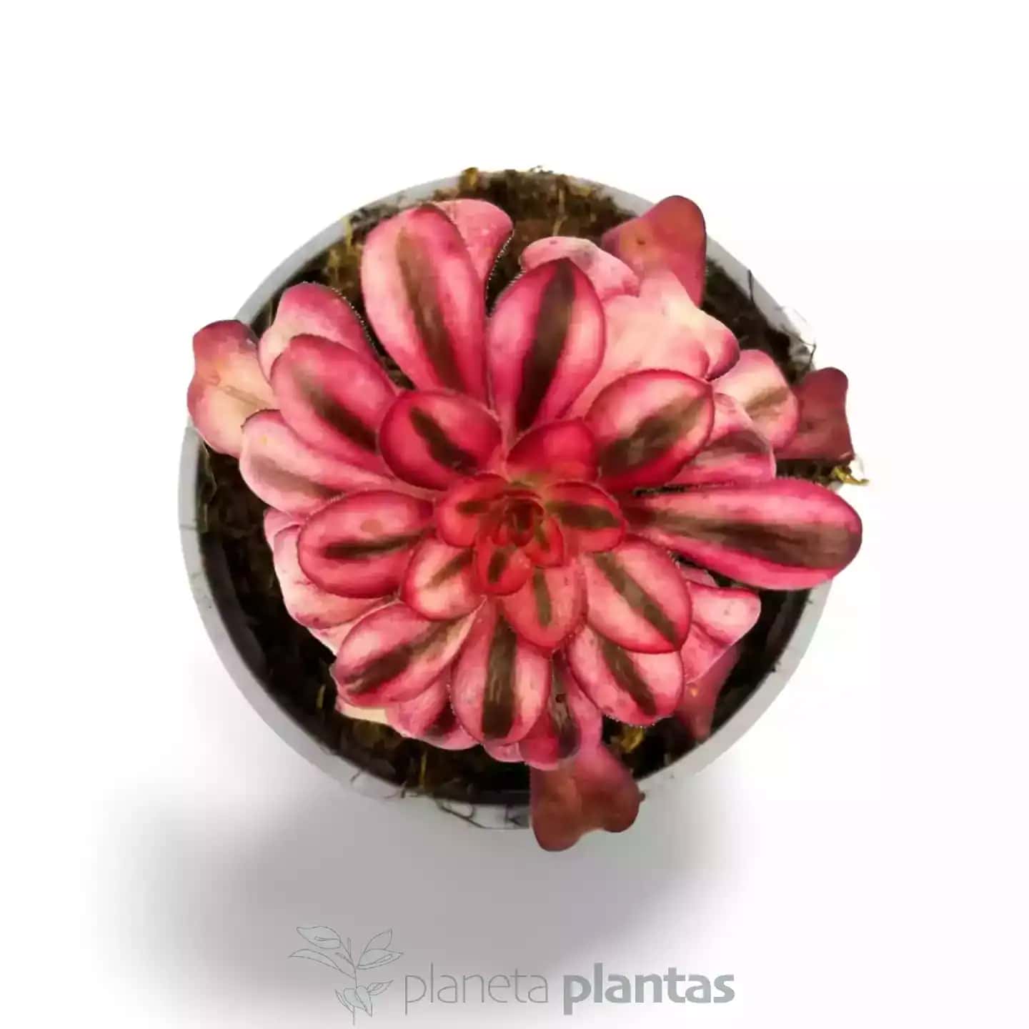 Aeonium Medusa
