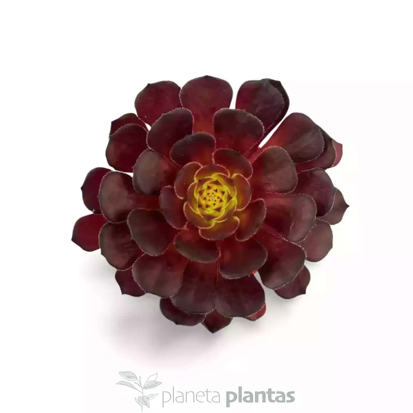 Aeonium Morticia