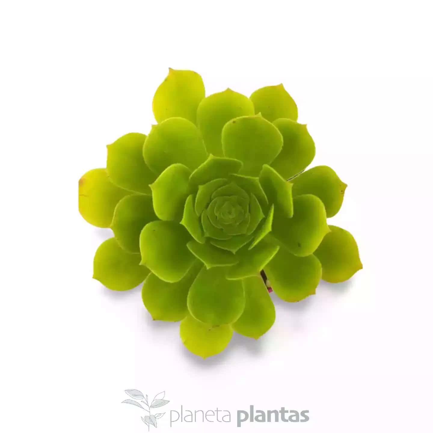 Aeonium Pseudomacrochele