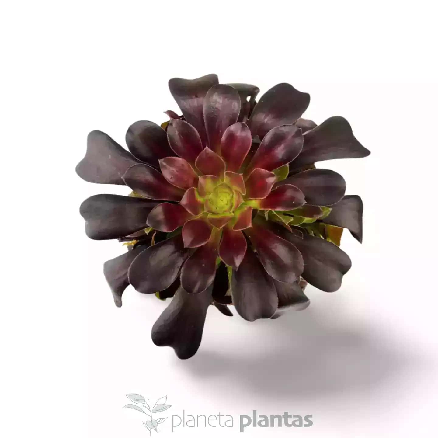 Aeonium Arboreum Rosa Negra Arbol XXL