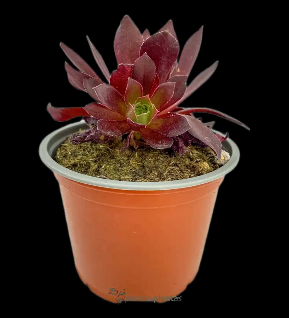 Suculenta Rosa Negra - (Aeonium Zwartkop)
