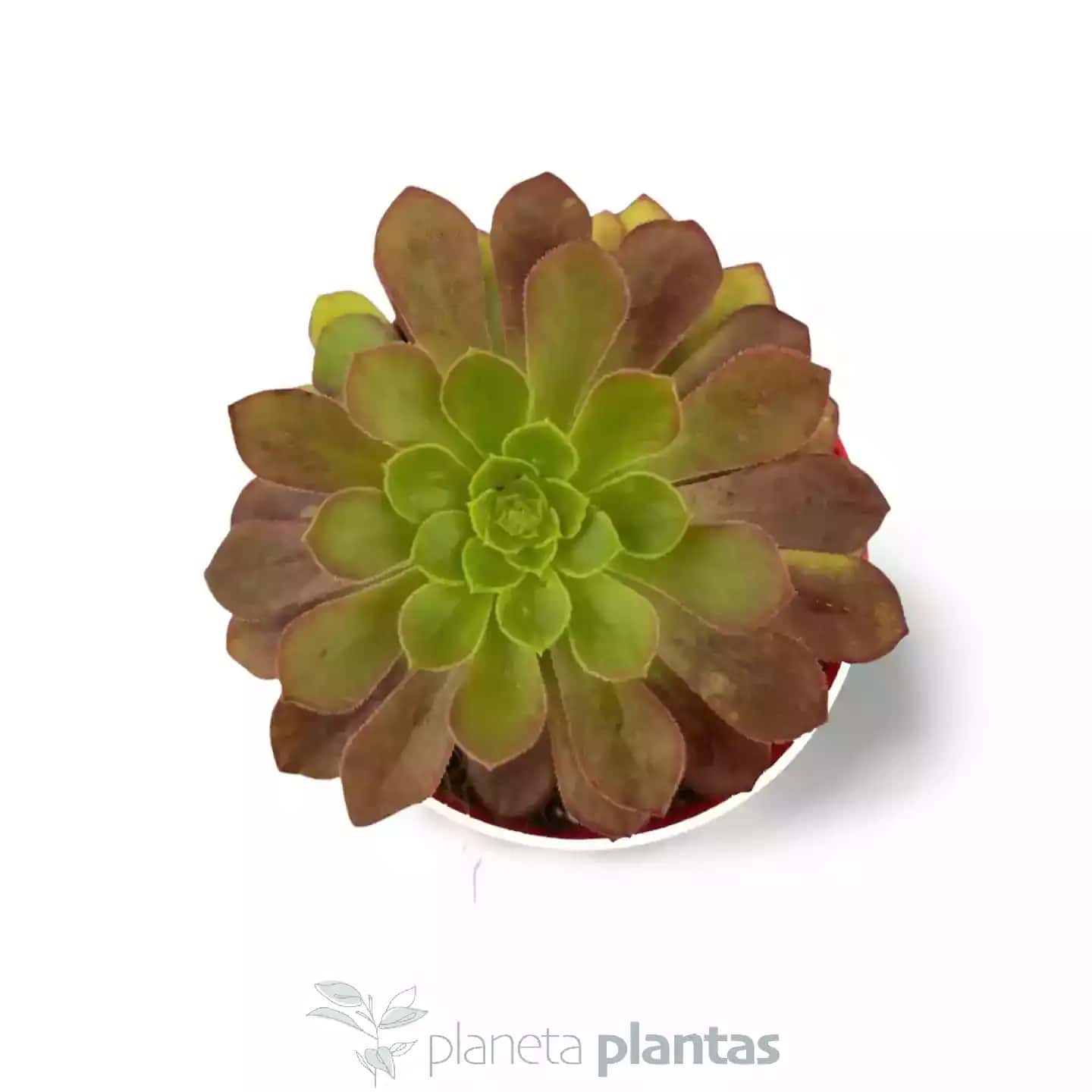 Aeonium Arboreum