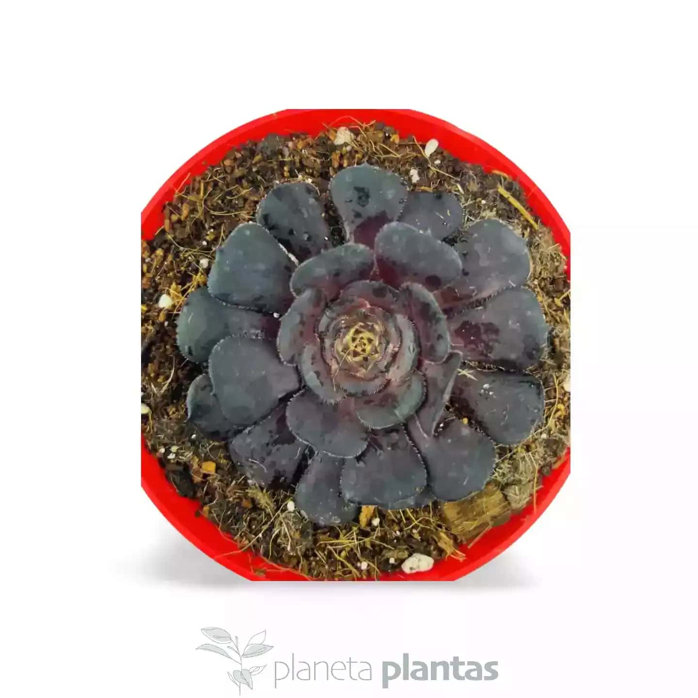 Aeonium Arboreum Variegata Atropurpureum