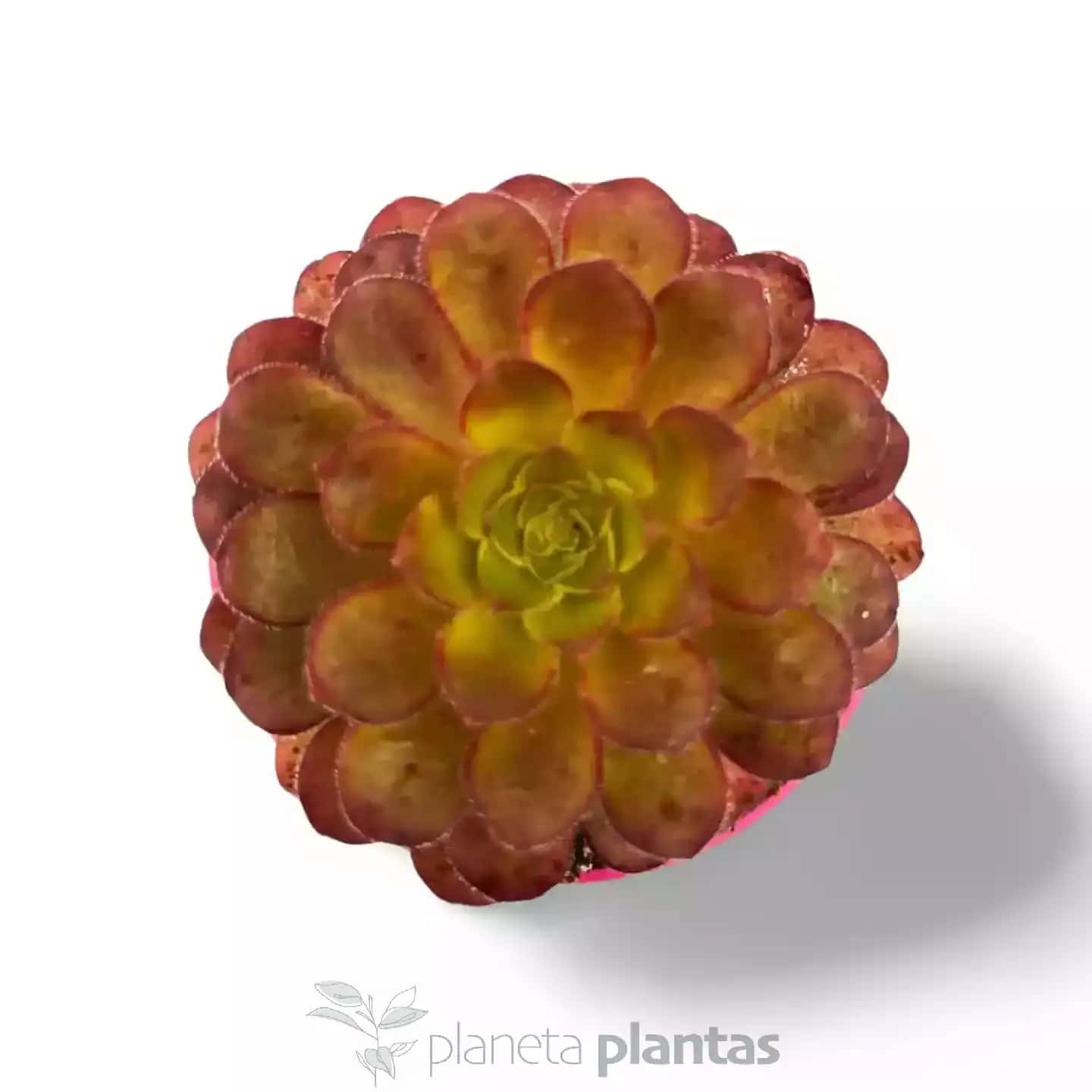 Aeonium velour