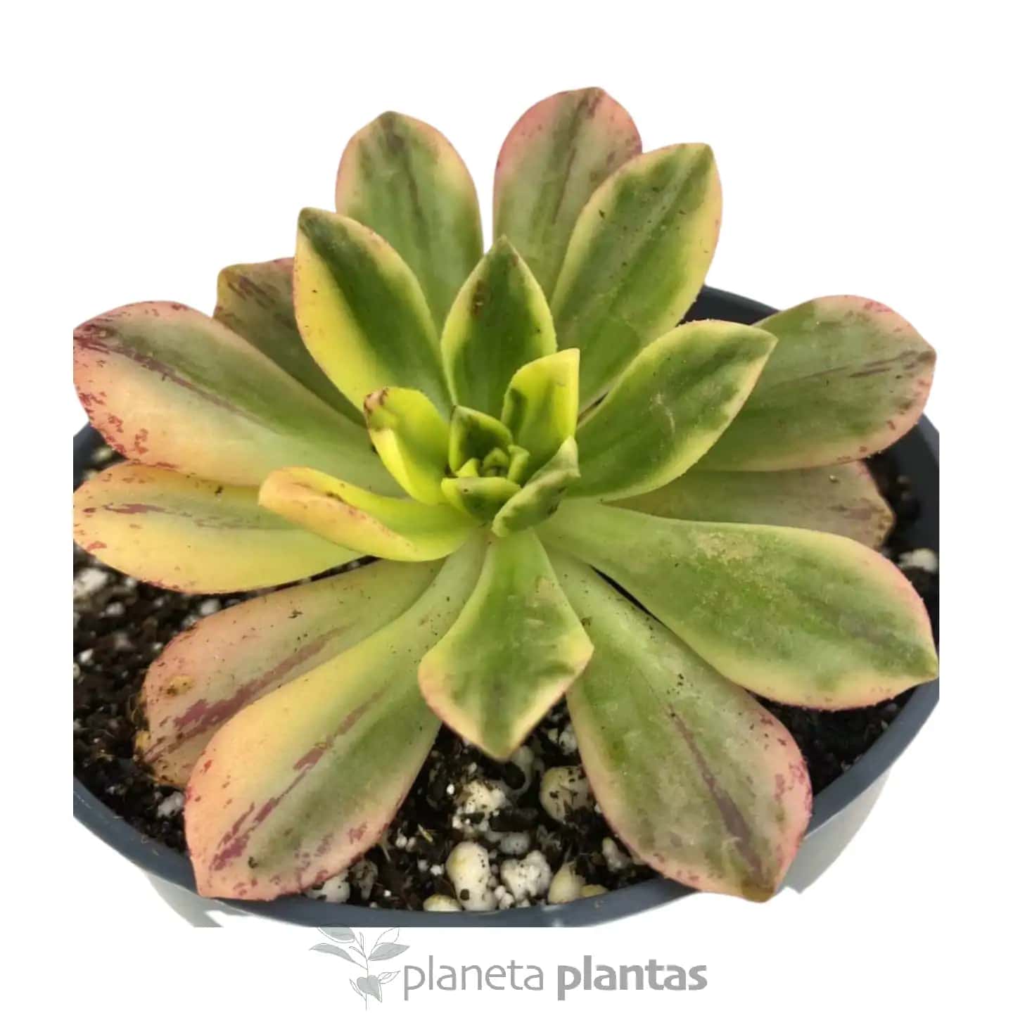 Aeonium Green Tea