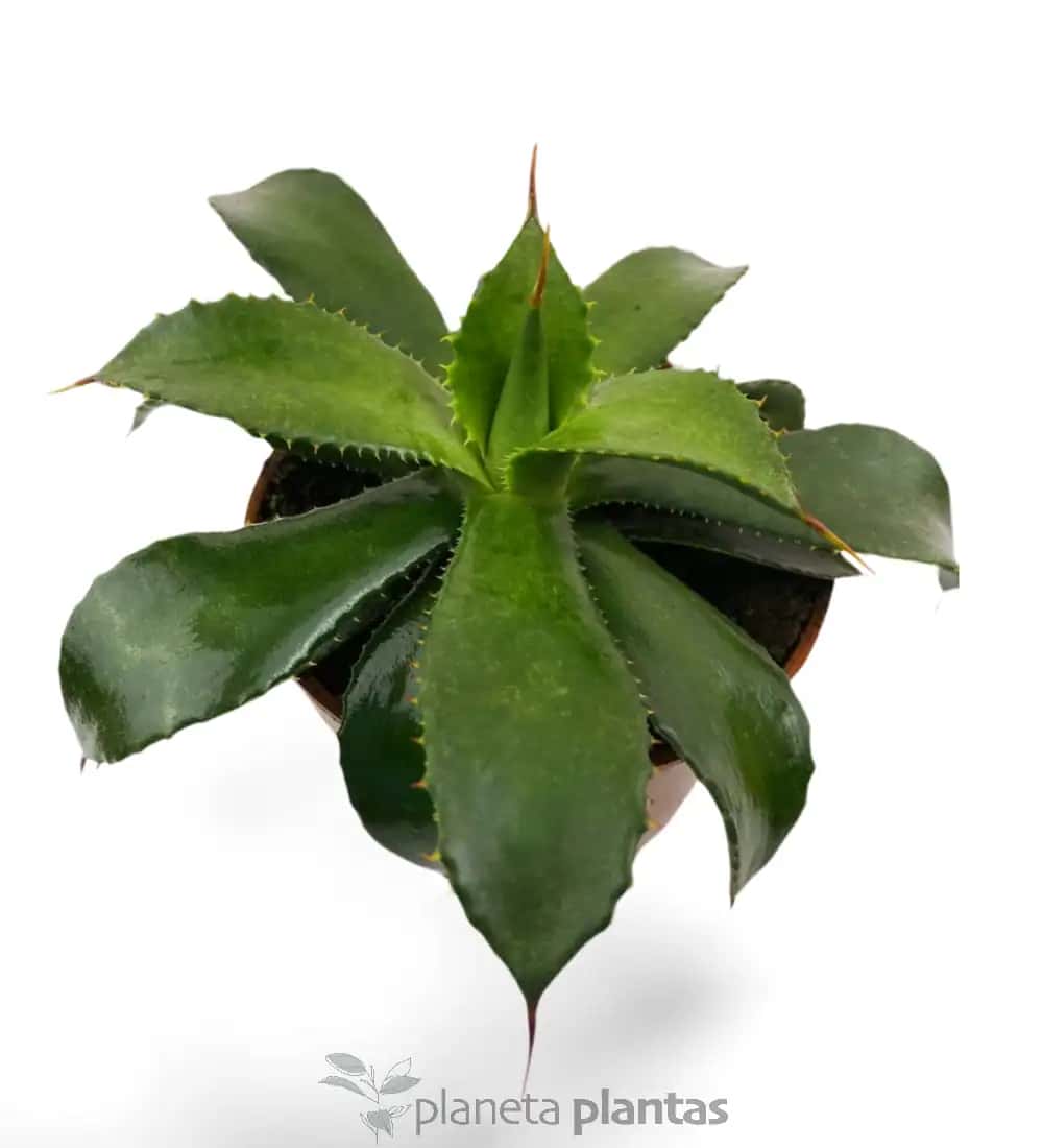Agave Congesta