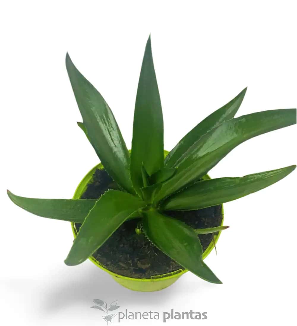 Agave Desmettiana Green