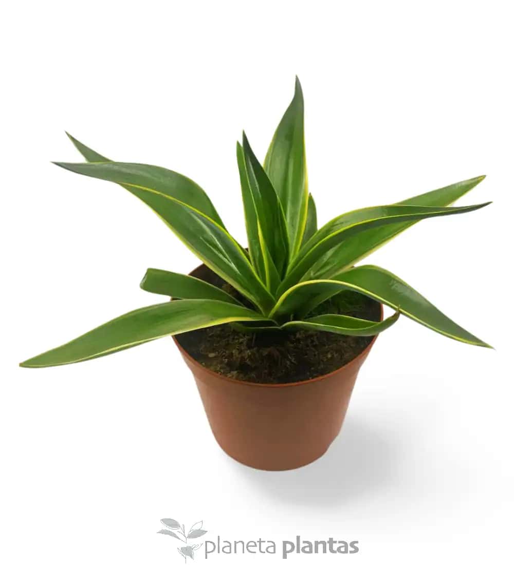 Agave Desmettiana variegata