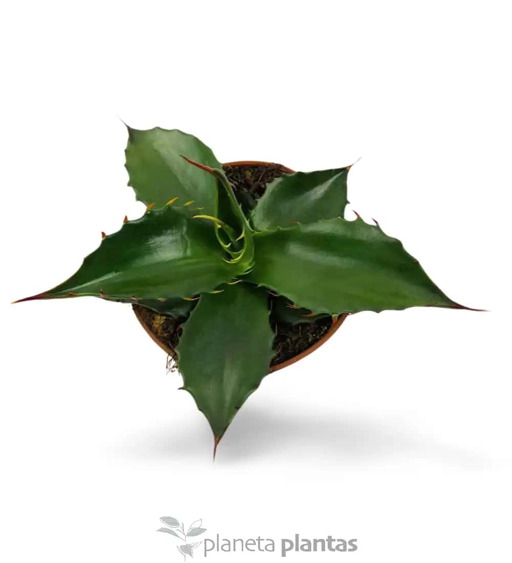 Agave Parryi huachucensis