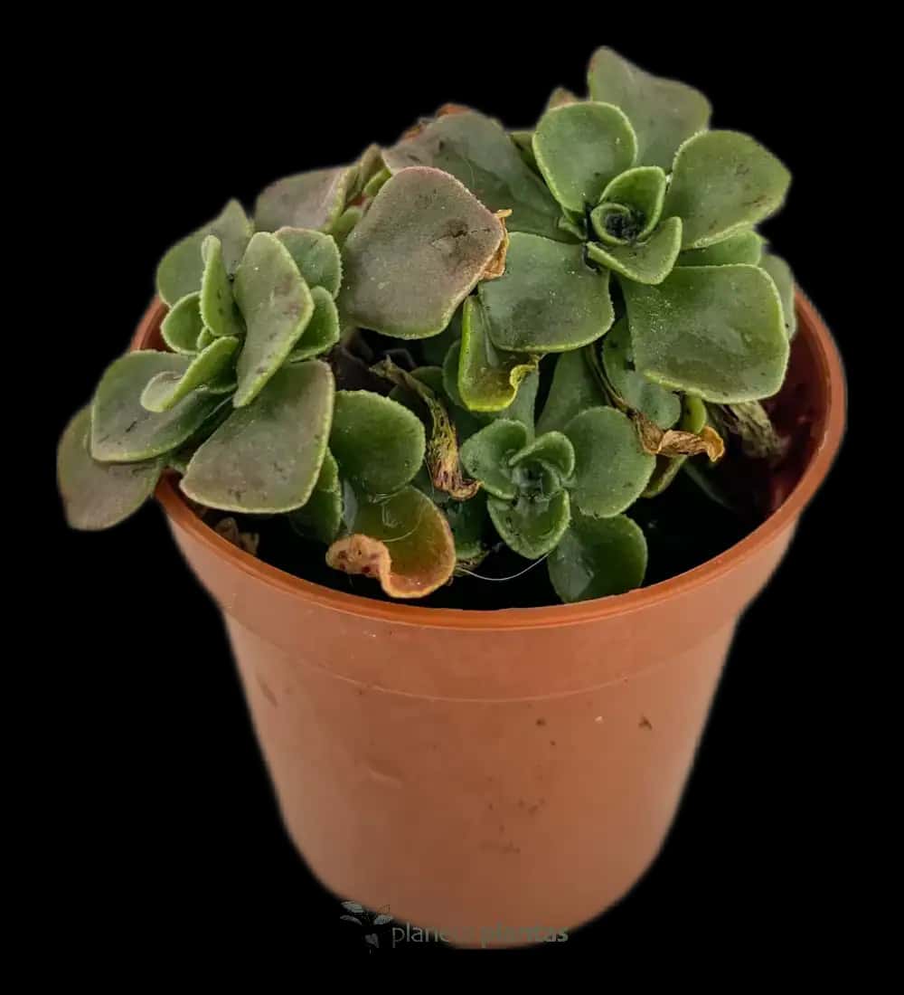Planta Del Corazón - (Aichryson Domesticum)