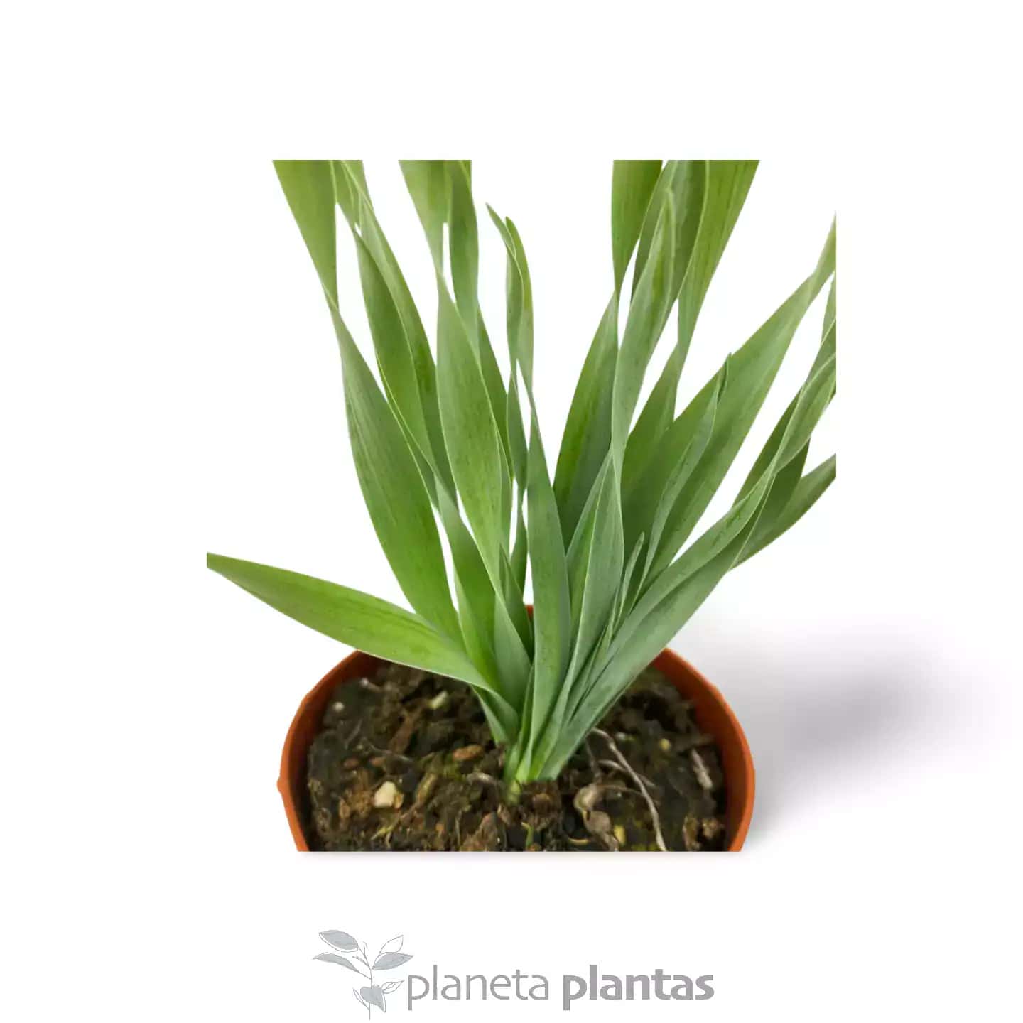 Albuca Concordiana
