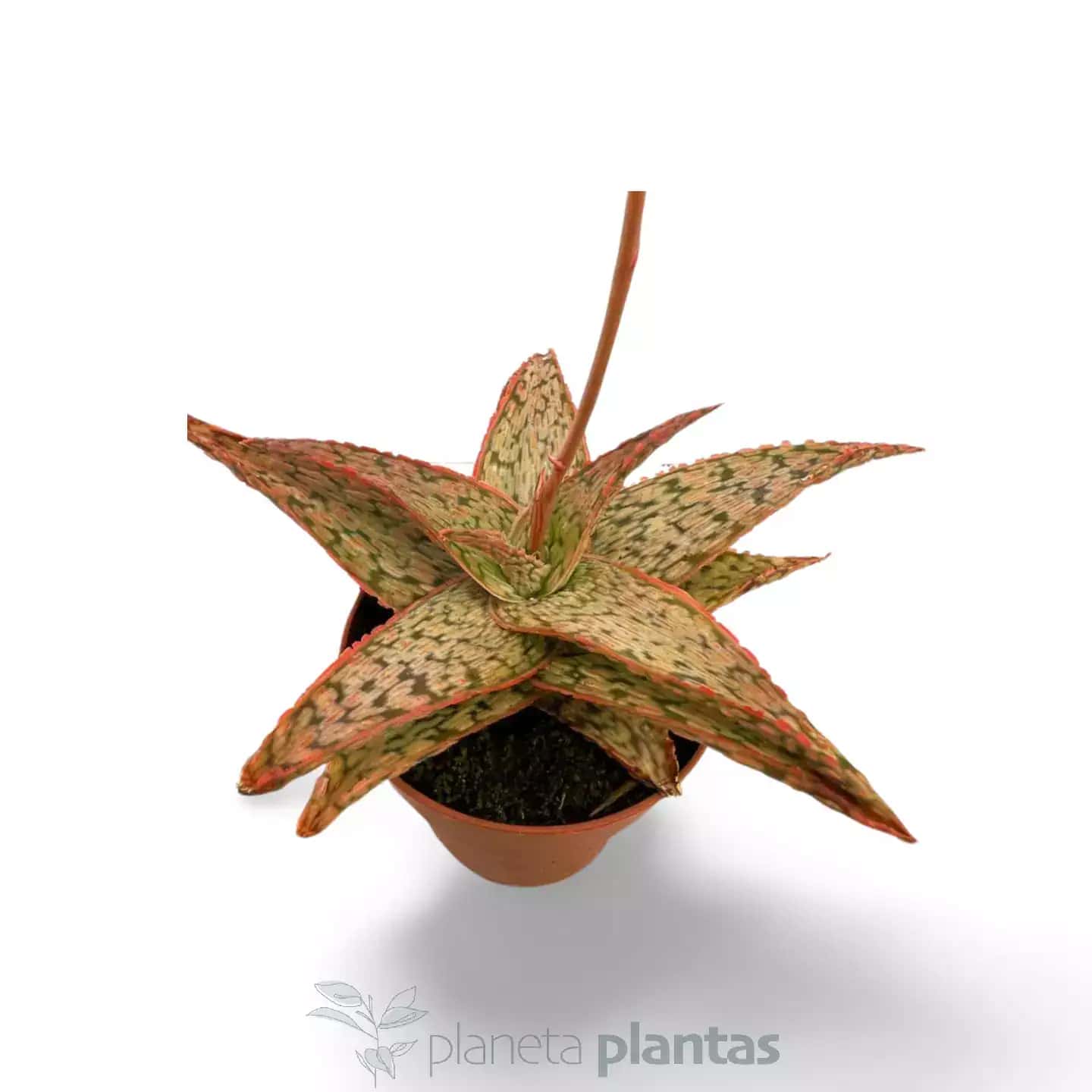 Aloe Pink Blush