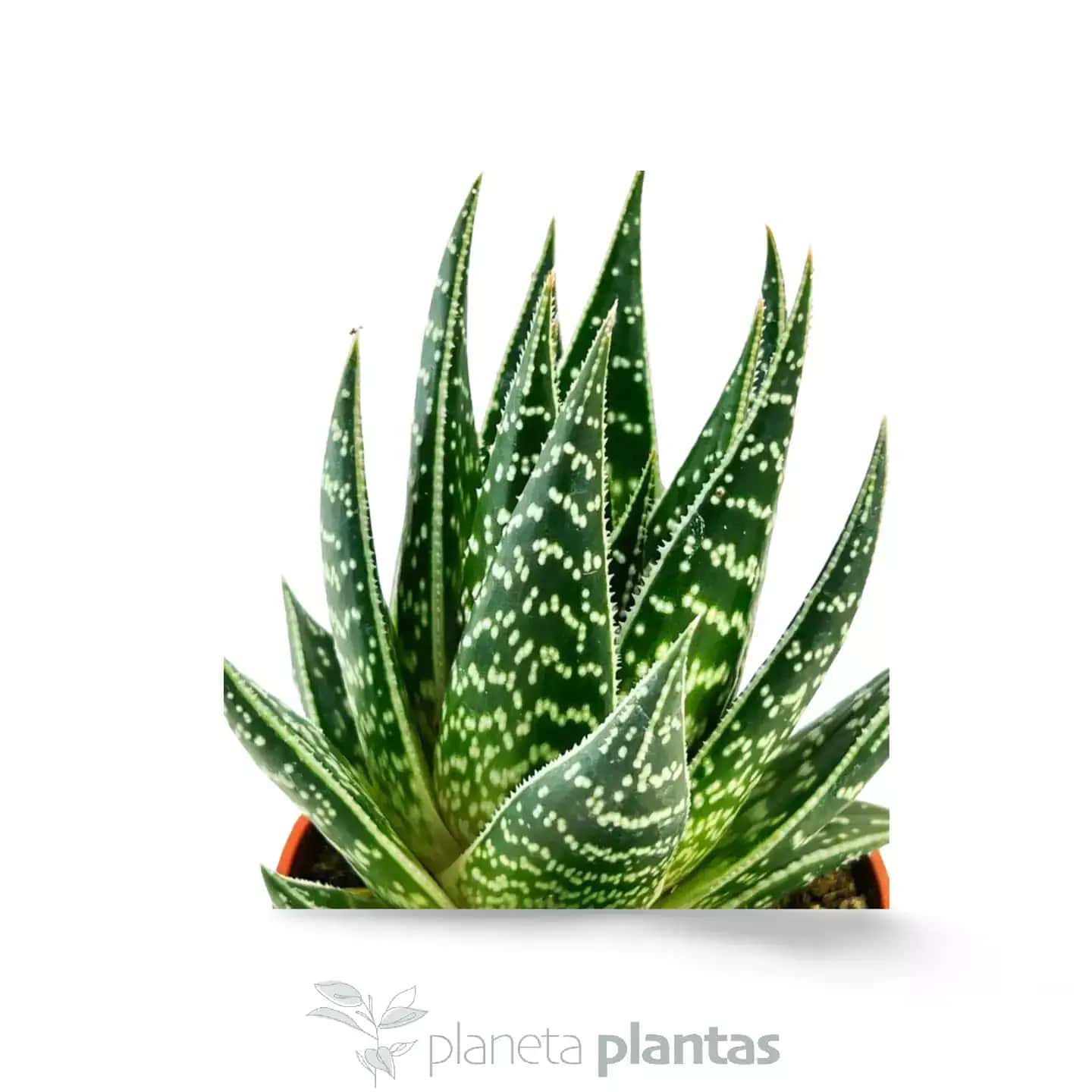 Aloe Tiki Tahi