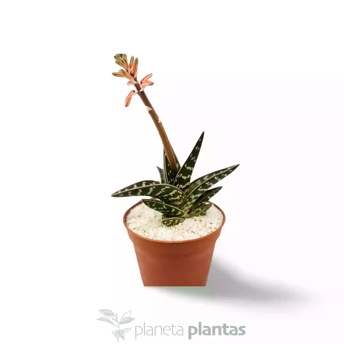 Aloe Tigre xxl
