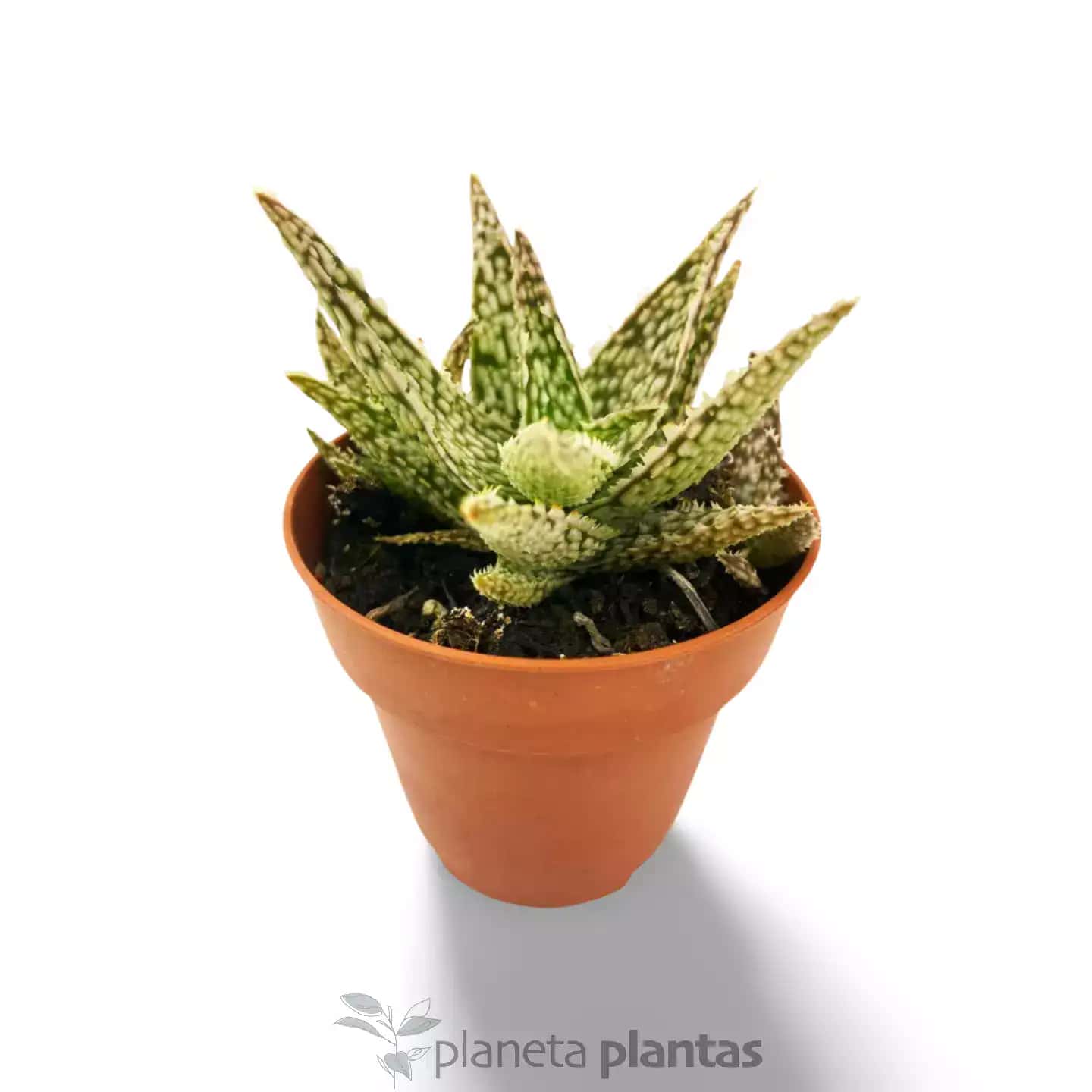 Aloe White Lightning