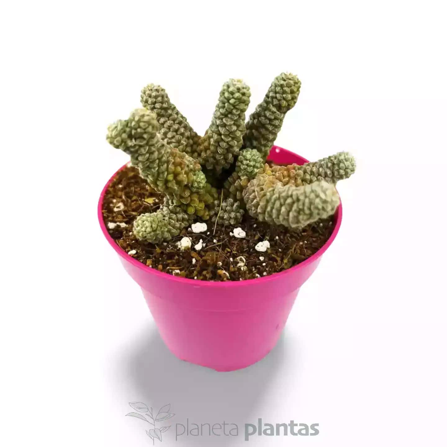 Anacampseros Filamentosa