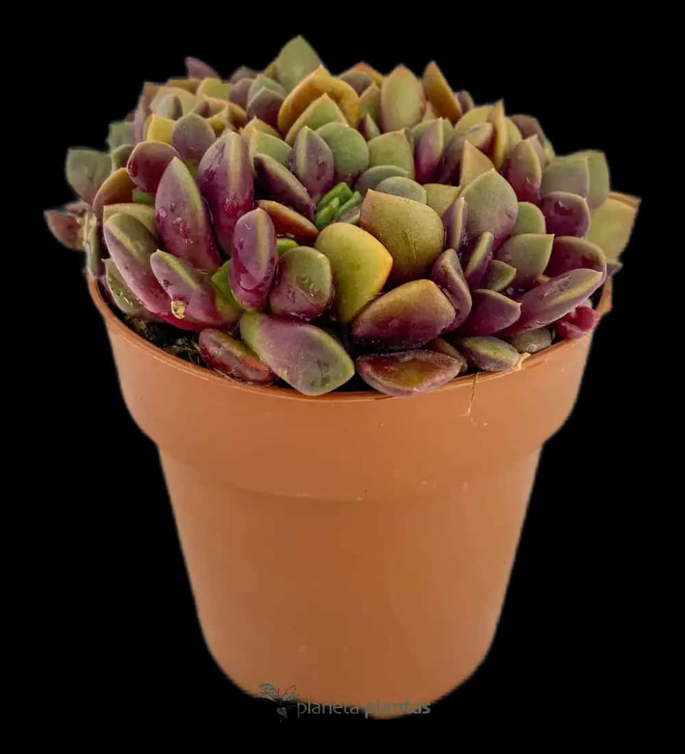 Anacampseros Rufescens Sunrise