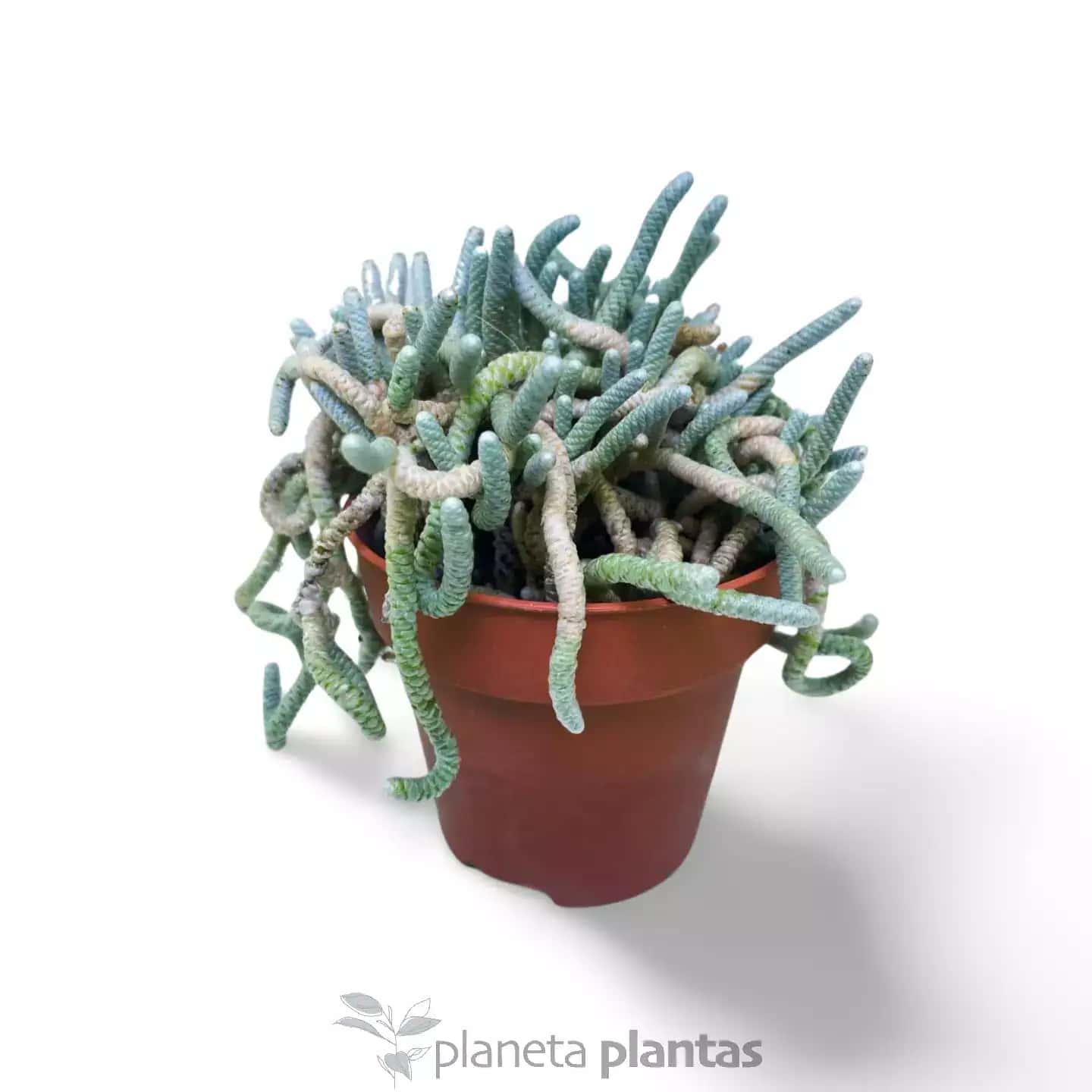 Avonia Quinaria