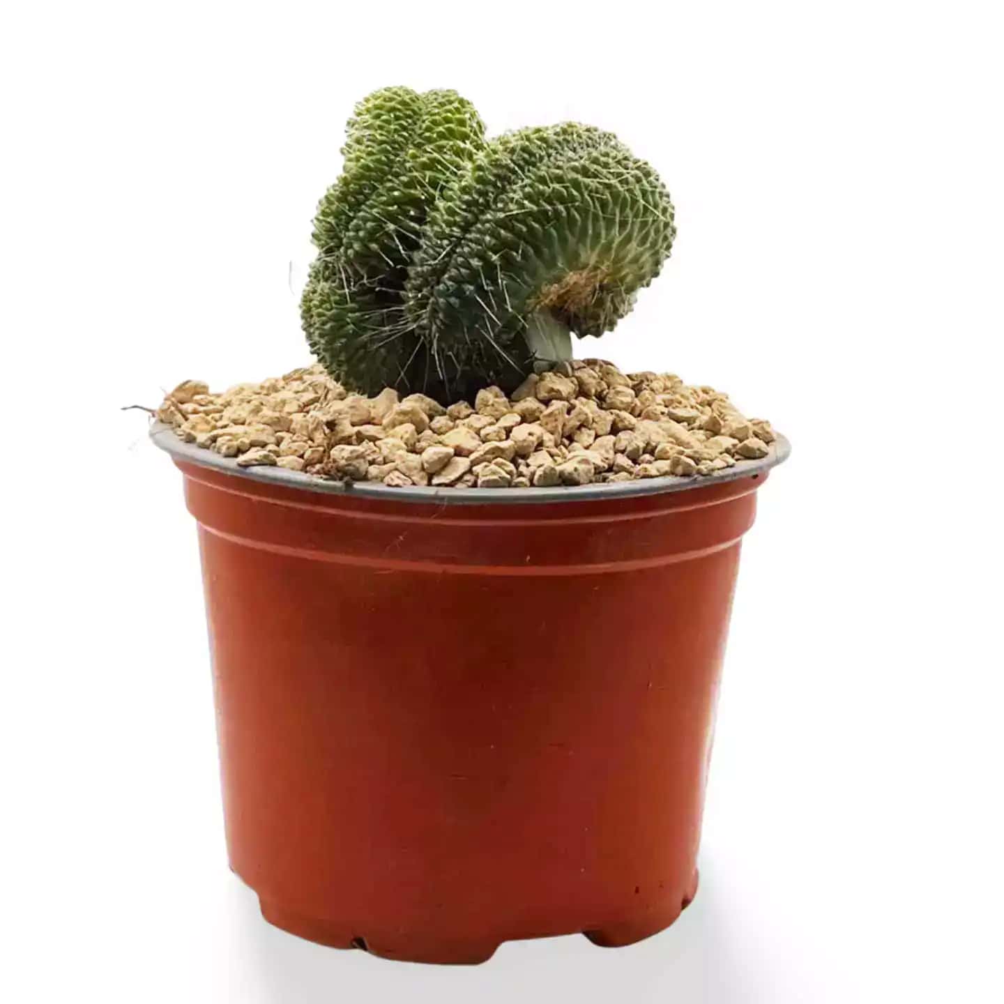 Cactus Mammillaria un Pico Crestata Grande