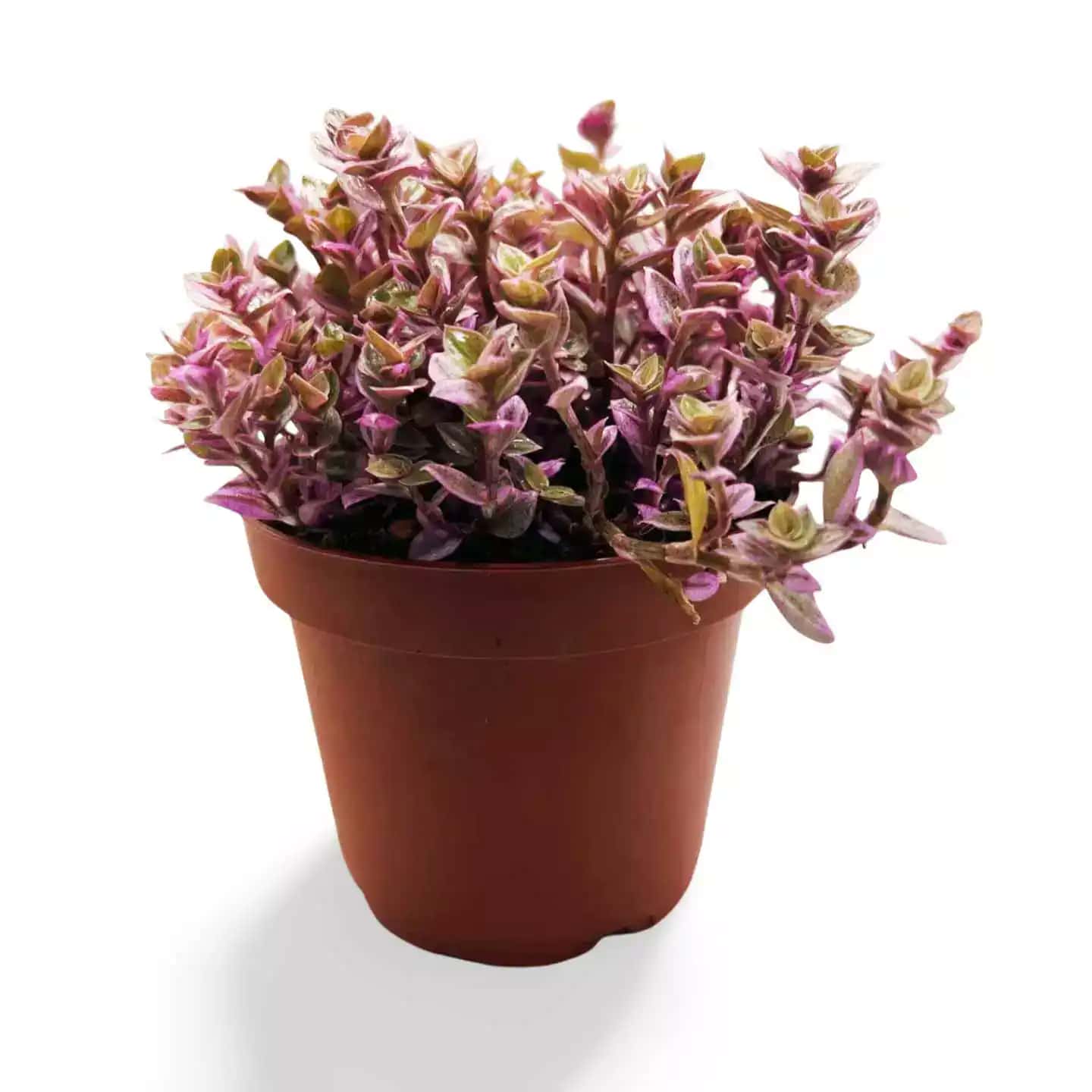 Callisia Repens Pink Panther Grande