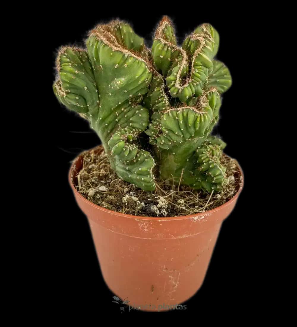 Cactus Espiral Colección - (Cereus Forbesii )