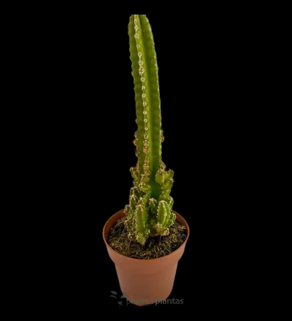 Castillo De Adas - (Cereus Tetragonus)