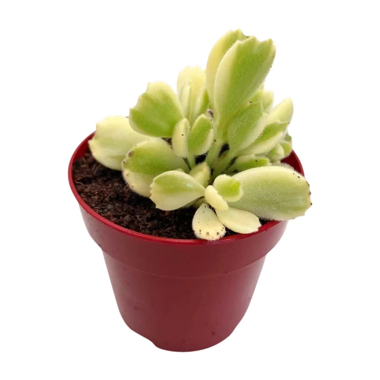 Cotyledon tomentosa variegada