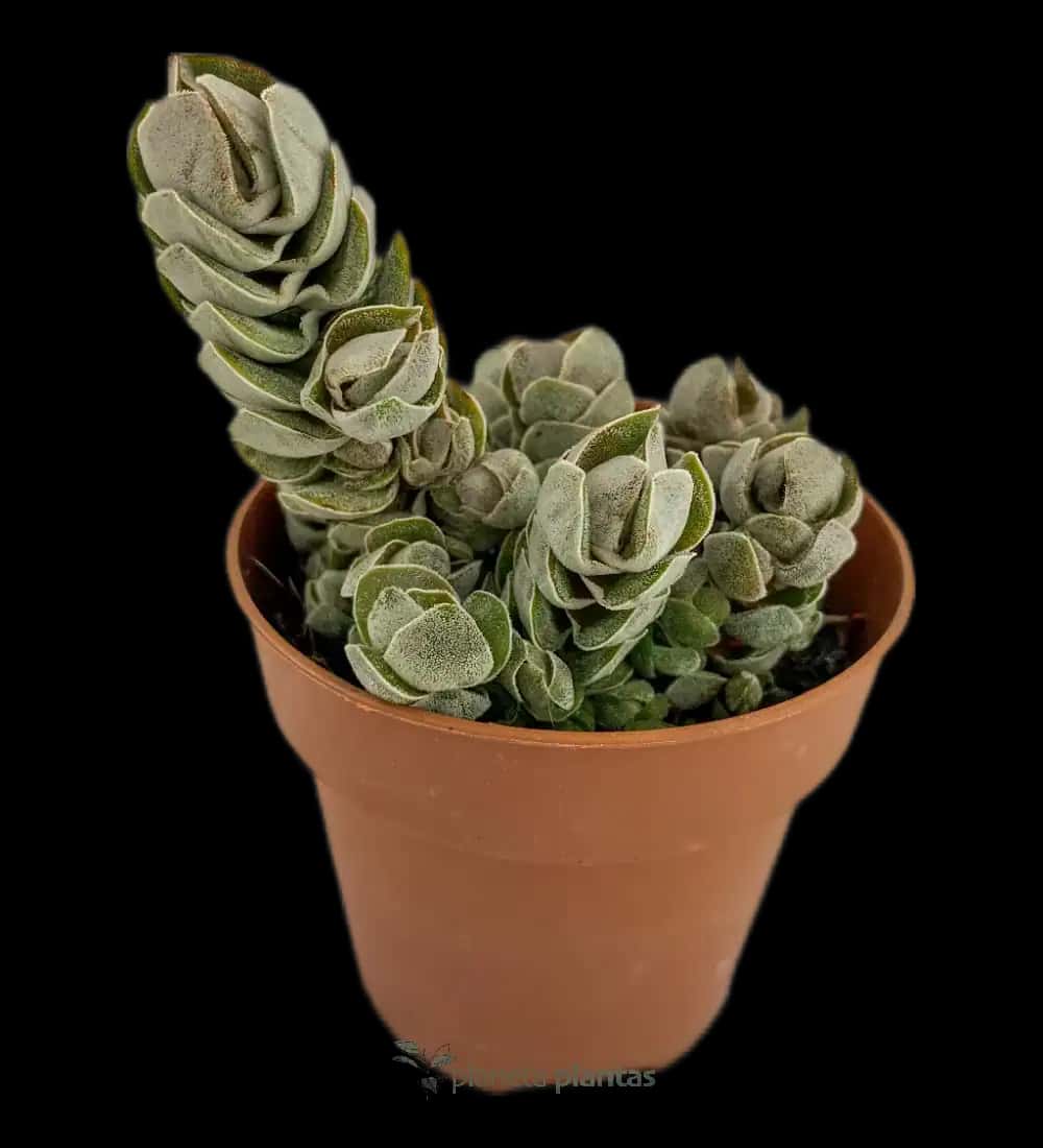 Crassula ivory pagoda