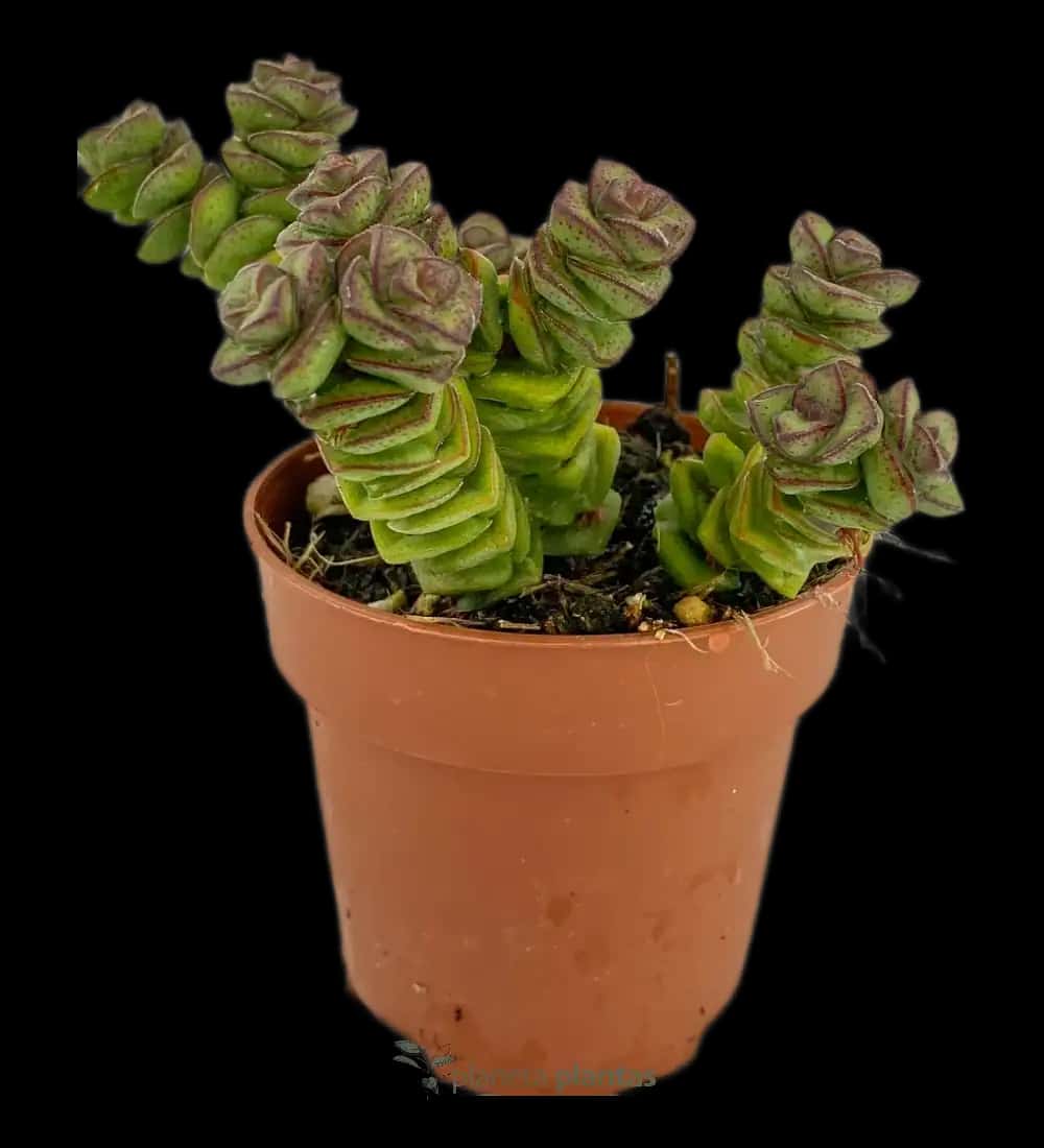 Collar De Jade - (Crassula Jade Necklace)