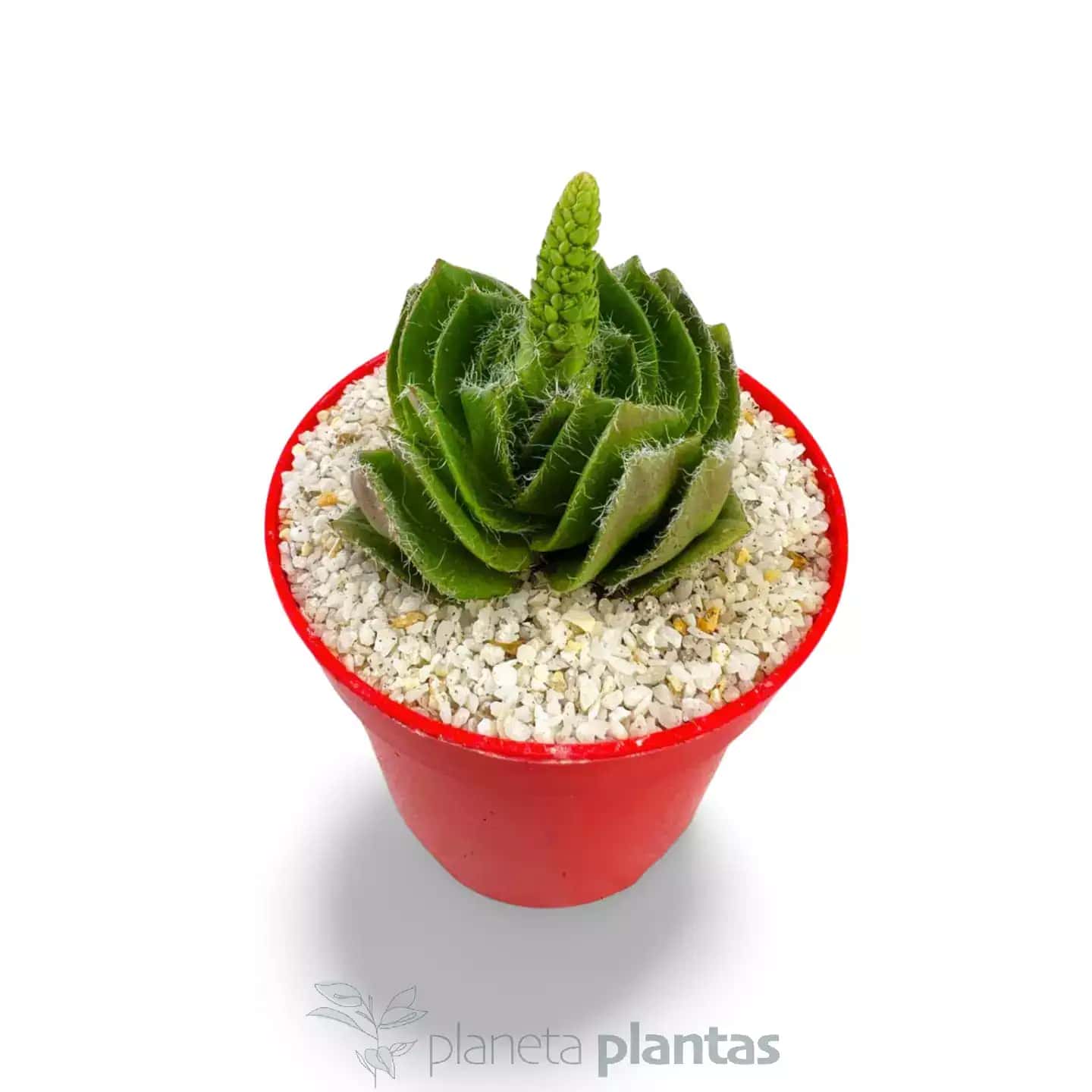 Crassula Barbata - Grande