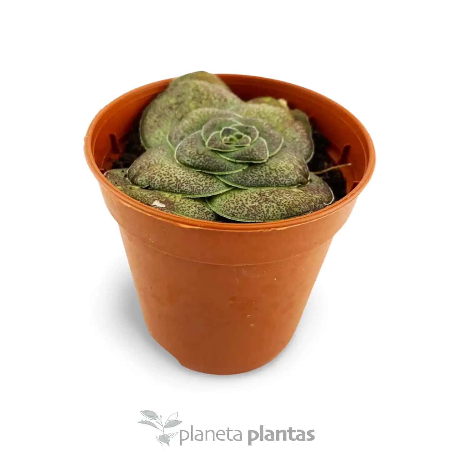 Crassula hemisphaerica