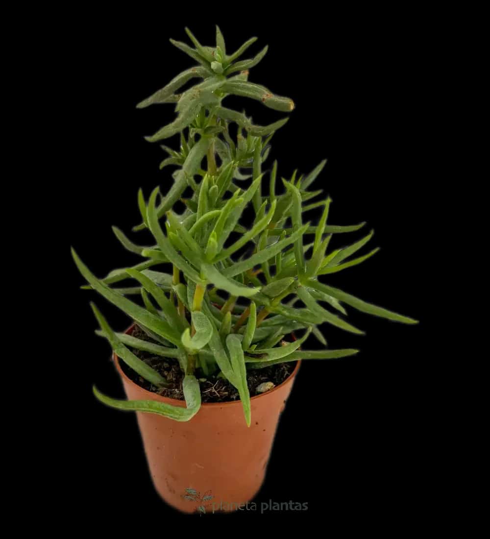 Pino Miniatura - (Crassula Tetragona)
