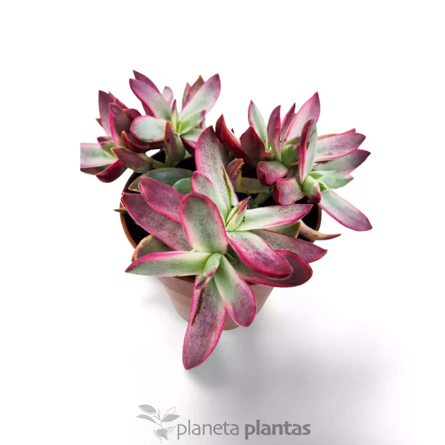 Crassula Rubricaulis Candy Cane
