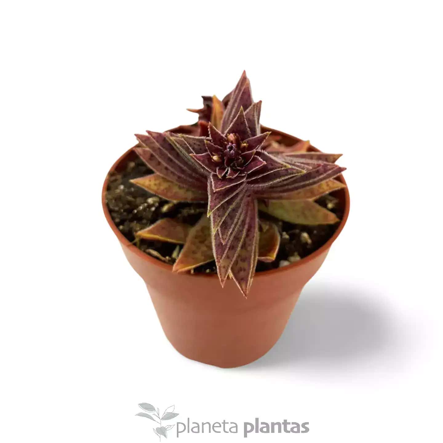 Crassula Capitella