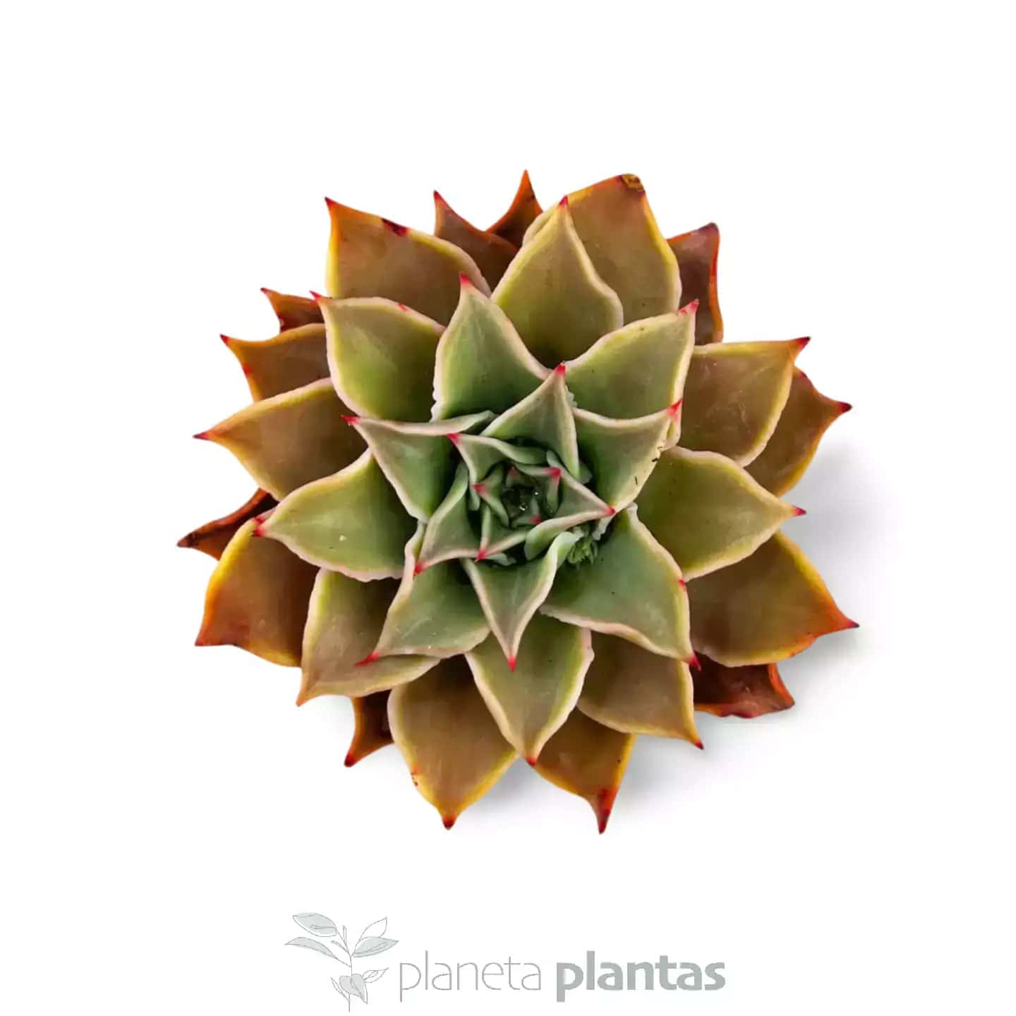 Echeveria Madiba