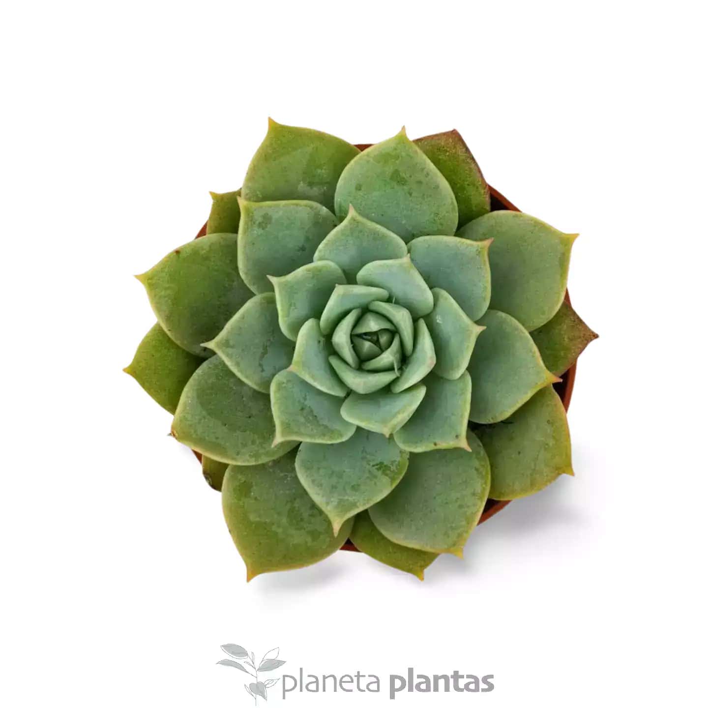 Echeveria Secunda Glauca
