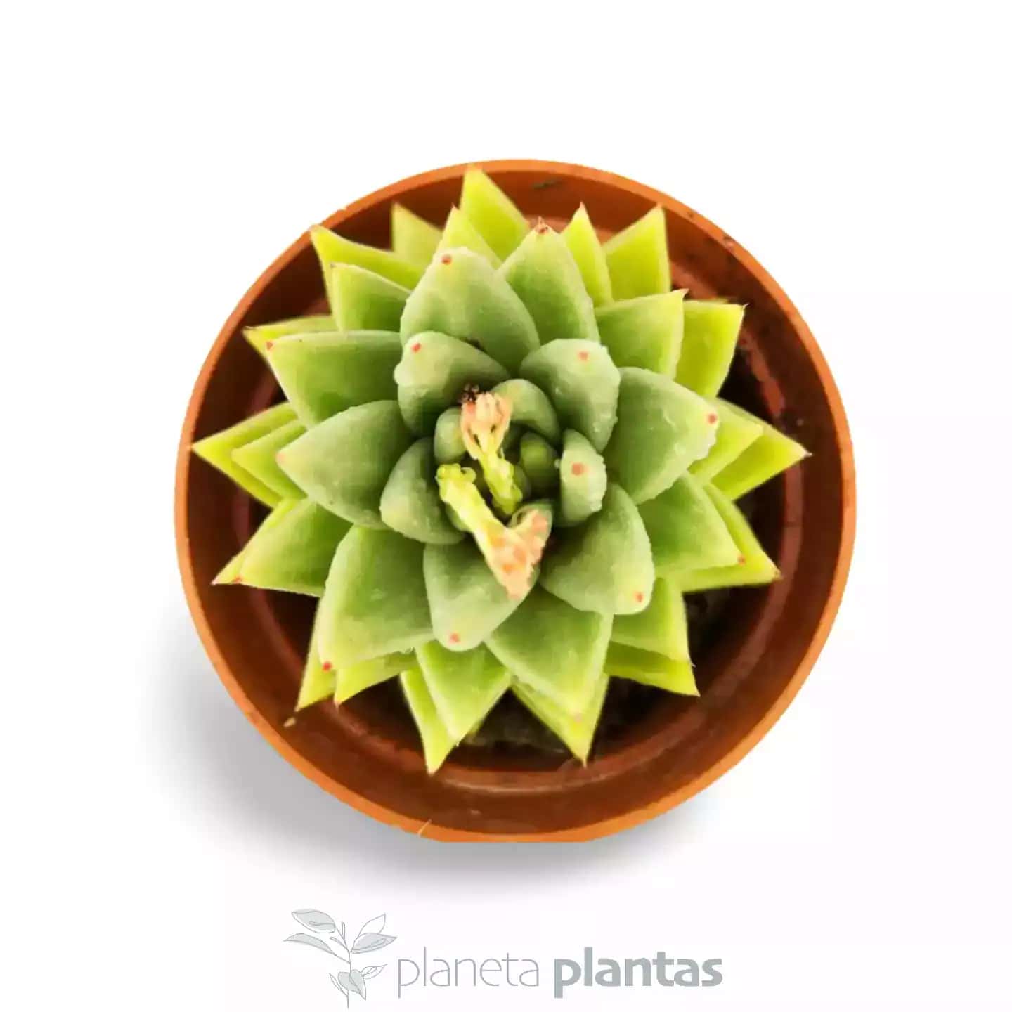 Echeveria Agavoide
