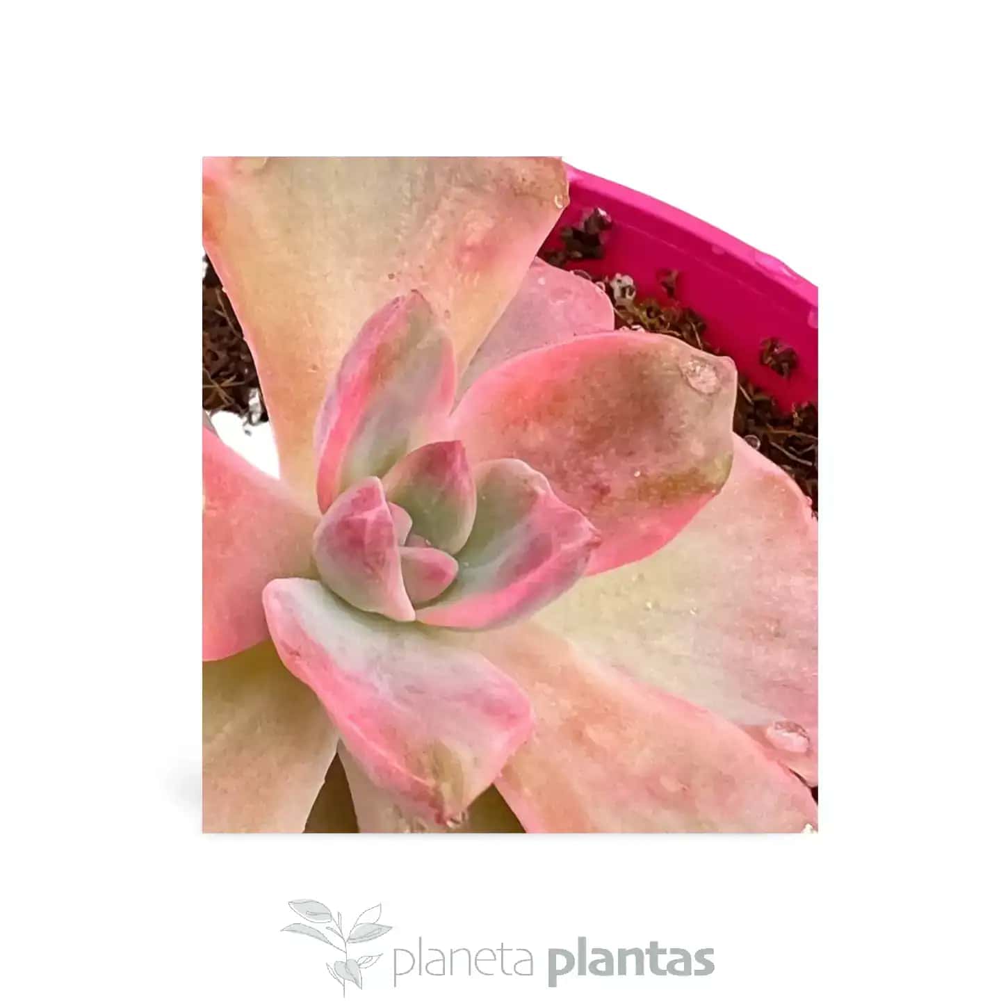 Echeveria Angel Wings