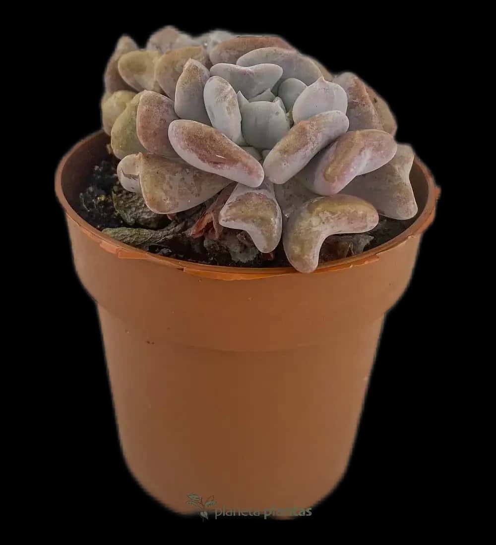 Oreja De Burro - (Echeveria Cubic Frost)