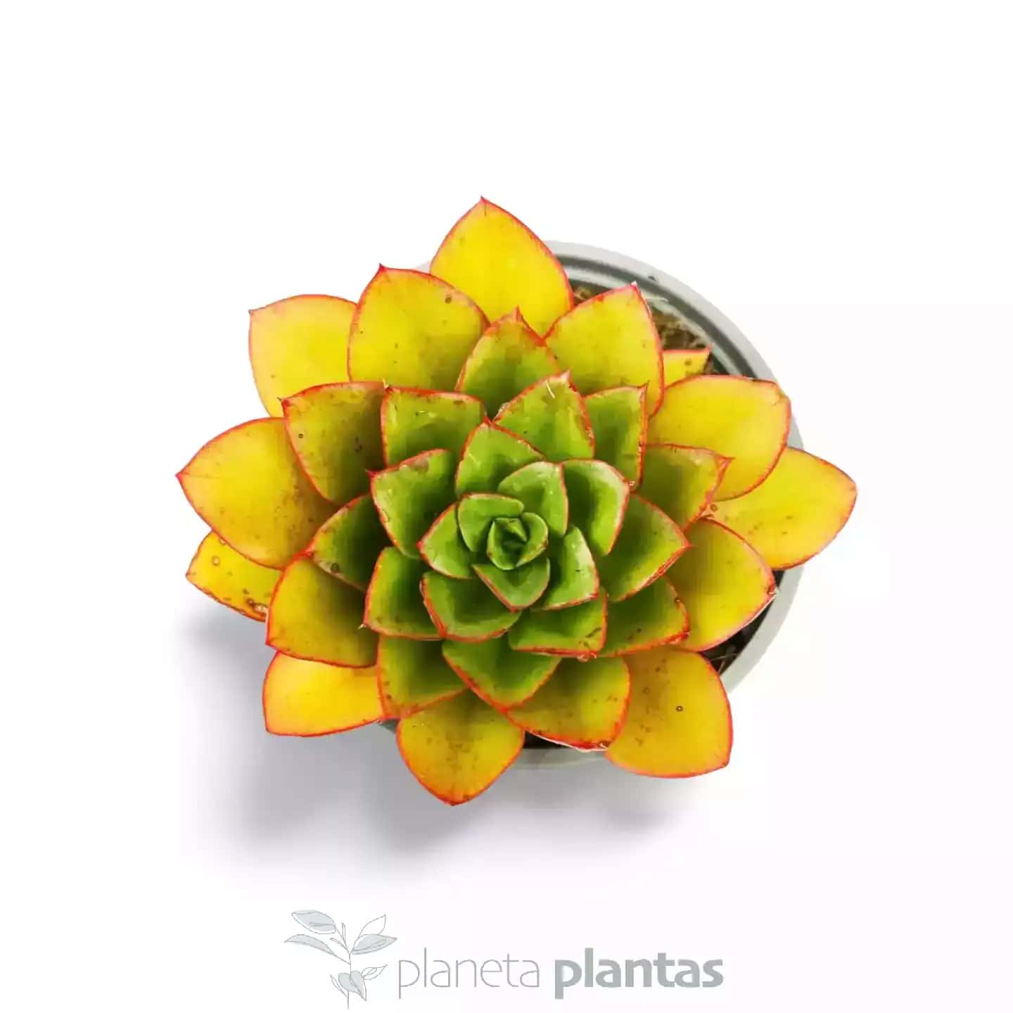 Echeveria Ice Pink