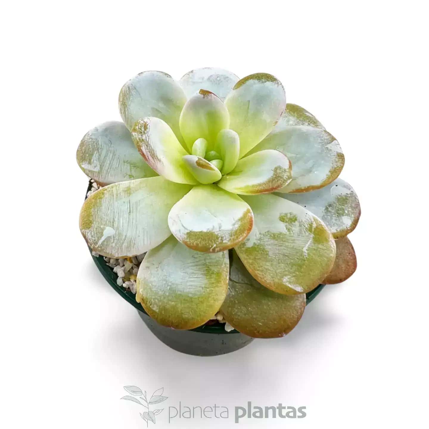 Echeveria Laui