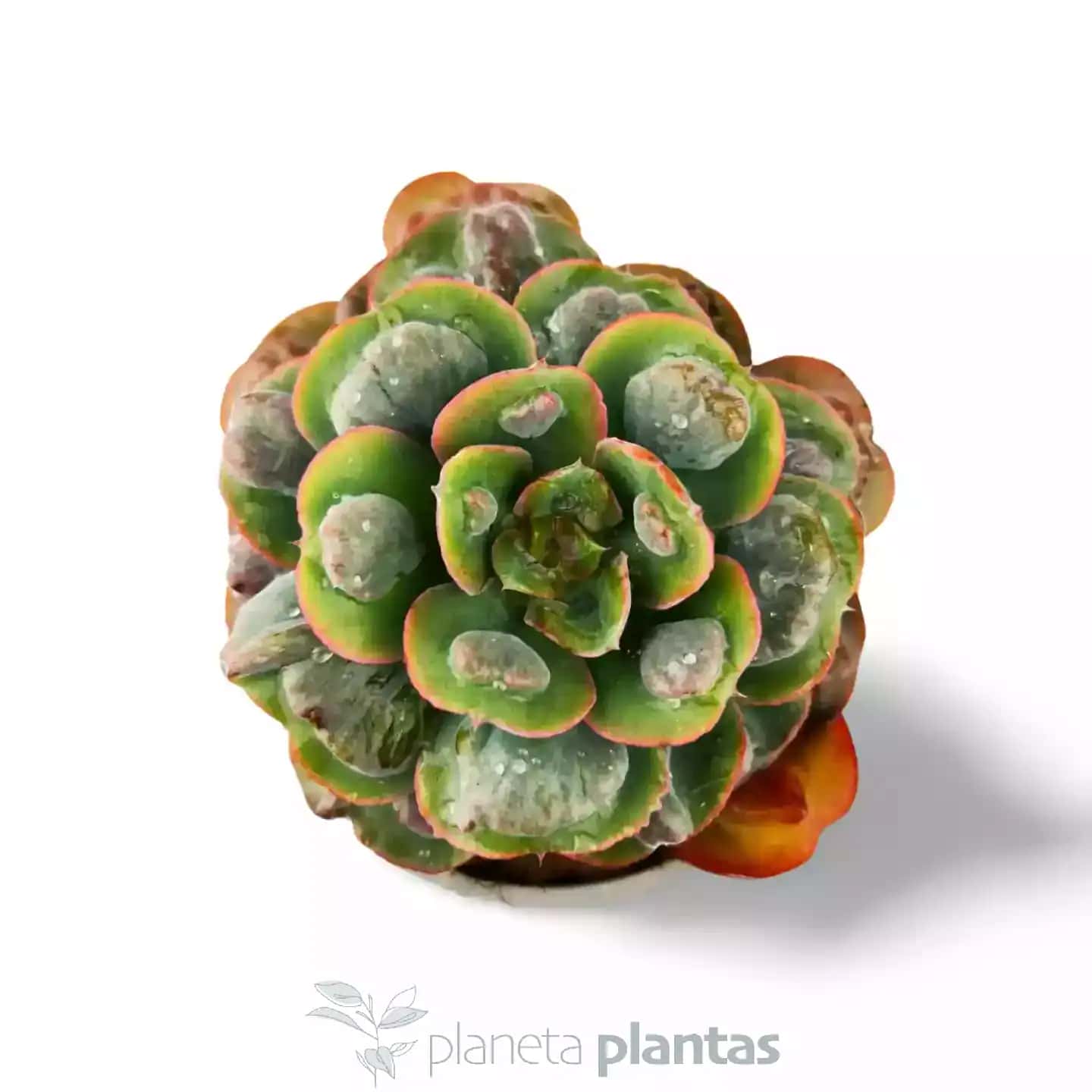 Echeveria Raindrops