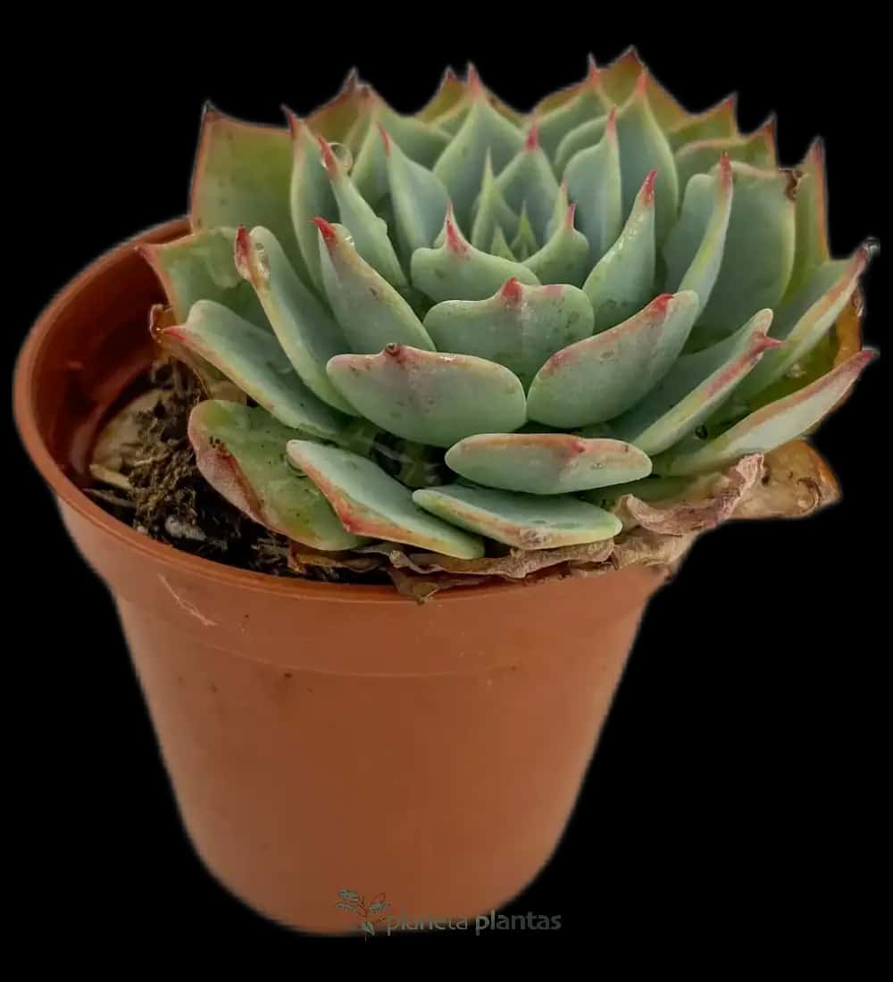 Echeveria Secunda